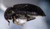 Attagenus pellio